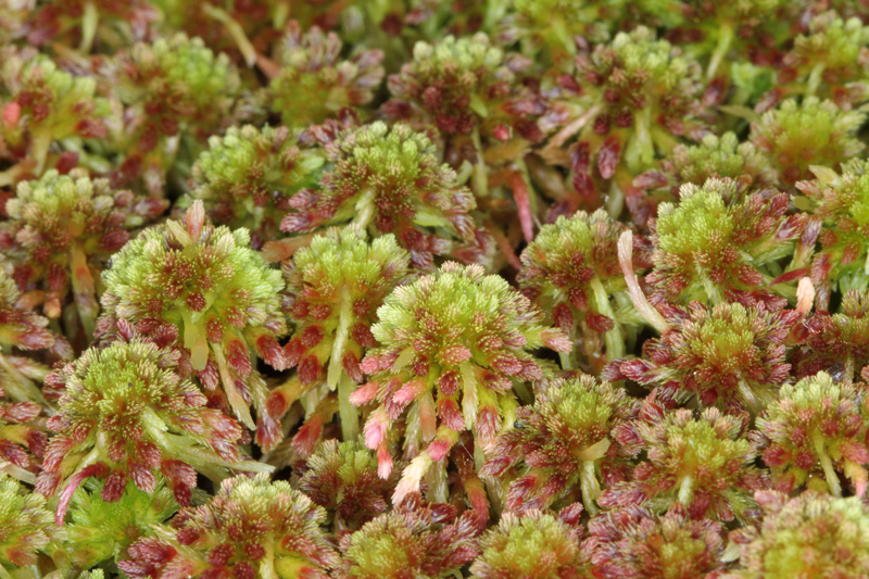 Sphagnum capillifolium